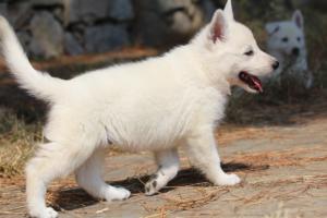 White-Swiss-Shepherd-Puppies-06062019-0289