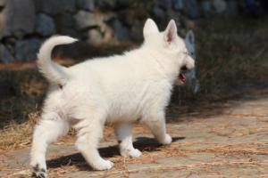 White-Swiss-Shepherd-Puppies-06062019-0290