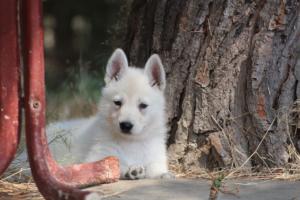 White-Swiss-Shepherd-Puppies-06062019-0293