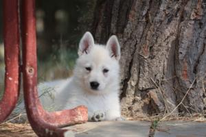 White-Swiss-Shepherd-Puppies-06062019-0295