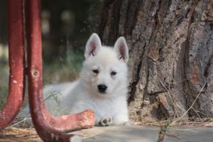 White-Swiss-Shepherd-Puppies-06062019-0296