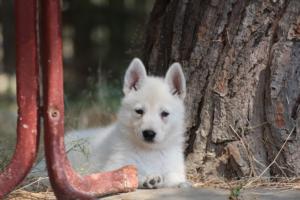 White-Swiss-Shepherd-Puppies-06062019-0299