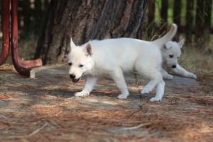 White-Swiss-Shepherd-Puppies-06062019-0305