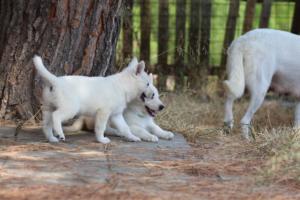 White-Swiss-Shepherd-Puppies-06062019-0311