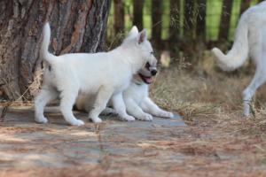 White-Swiss-Shepherd-Puppies-06062019-0312