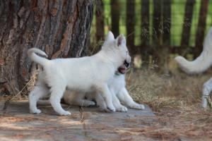 White-Swiss-Shepherd-Puppies-06062019-0313