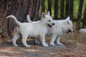 White-Swiss-Shepherd-Puppies-06062019-0314
