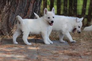 White-Swiss-Shepherd-Puppies-06062019-0316