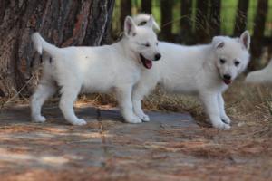 White-Swiss-Shepherd-Puppies-06062019-0317