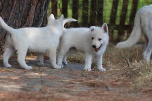 White-Swiss-Shepherd-Puppies-06062019-0318