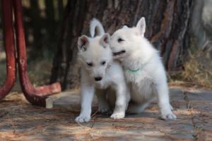White-Swiss-Shepherd-Puppies-06062019-0325
