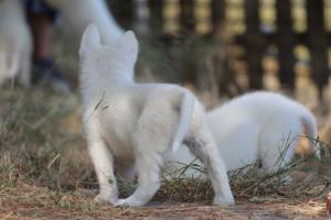 White-Swiss-Shepherd-Puppies-06062019-0330