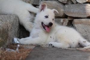 White-Swiss-Shepherd-Puppies-06062019-0331