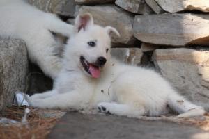 White-Swiss-Shepherd-Puppies-06062019-0332