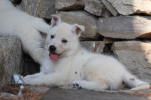 White-Swiss-Shepherd-Puppies-06062019-0334
