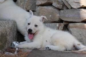 White-Swiss-Shepherd-Puppies-06062019-0338