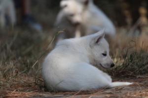 White-Swiss-Shepherd-Puppies-06062019-0339