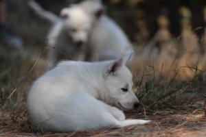 White-Swiss-Shepherd-Puppies-06062019-0340