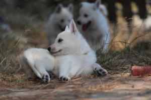 White-Swiss-Shepherd-Puppies-06062019-0344