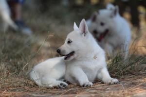 White-Swiss-Shepherd-Puppies-06062019-0346