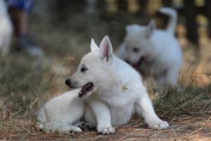 White-Swiss-Shepherd-Puppies-06062019-0347