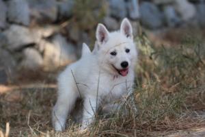 White-Swiss-Shepherd-Puppies-06062019-0352