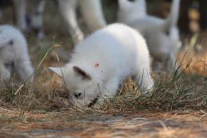 White-Swiss-Shepherd-Puppies-06062019-0353