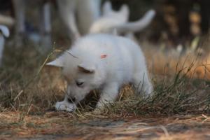 White-Swiss-Shepherd-Puppies-06062019-0354