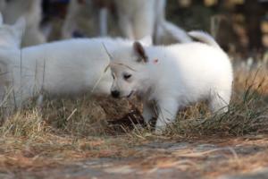 White-Swiss-Shepherd-Puppies-06062019-0356