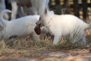 White-Swiss-Shepherd-Puppies-06062019-0358