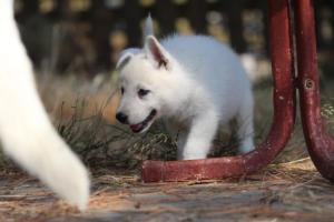 White-Swiss-Shepherd-Puppies-06062019-0359