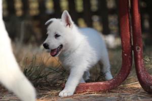 White-Swiss-Shepherd-Puppies-06062019-0360