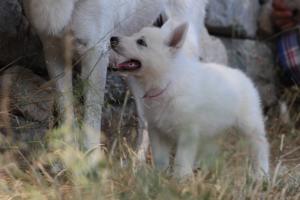 White-Swiss-Shepherd-Puppies-06062019-0363