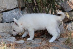 White-Swiss-Shepherd-Puppies-06062019-0367