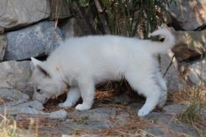 White-Swiss-Shepherd-Puppies-06062019-0368