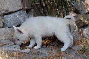 White-Swiss-Shepherd-Puppies-06062019-0369