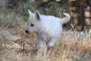 White-Swiss-Shepherd-Puppies-06062019-0370