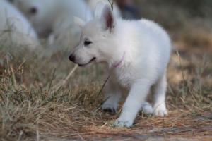 White-Swiss-Shepherd-Puppies-06062019-0373
