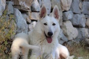 White-Swiss-Shepherd-Puppies-06062019-0375