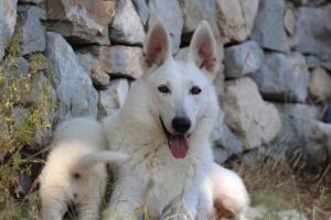 White-Swiss-Shepherd-Puppies-06062019-0376