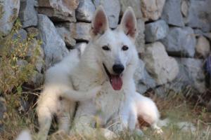White-Swiss-Shepherd-Puppies-06062019-0378