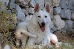 White-Swiss-Shepherd-Puppies-06062019-0379