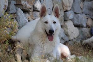 White-Swiss-Shepherd-Puppies-06062019-0381