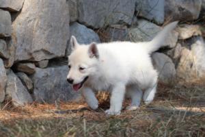 White-Swiss-Shepherd-Puppies-06062019-0384