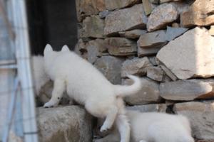 White-Swiss-Shepherd-Puppies-06062019-0388