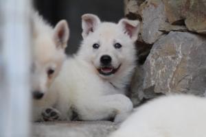 White-Swiss-Shepherd-Puppies-06062019-0389