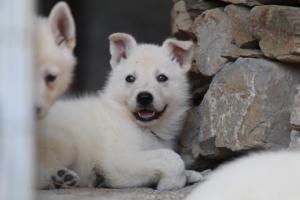 White-Swiss-Shepherd-Puppies-06062019-0390