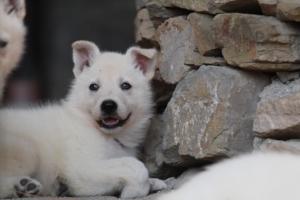 White-Swiss-Shepherd-Puppies-06062019-0391