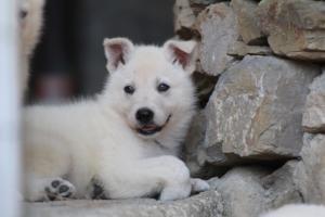 White-Swiss-Shepherd-Puppies-06062019-0392