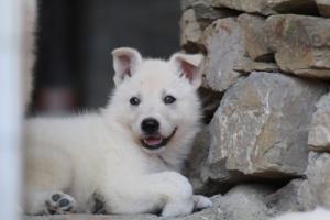 White-Swiss-Shepherd-Puppies-06062019-0394